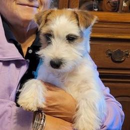 Juliet - Russell Terrier