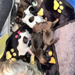 Shih Tzu Puppies from Angel babies