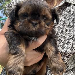 Dandelion - Sable and white male Shih Tzu puppy in Mahtomedi, Minnesota from Winona’s Legacy