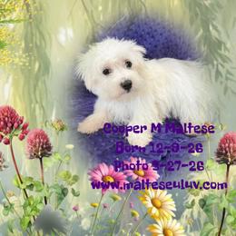 Cooper M Maltese - White male Maltese puppy in Silverhill, Alabama from Malteseuluv’s Tiny Treasurers