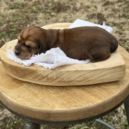 Forrest - Red male Dachshund puppy in Bald Knob, Arkansas from Victoria’s Dachshunds