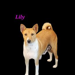 Lily - Basenji