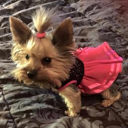 Shih Tzus and Yorkshire Terriers from Steel Blue Diamond Kennel