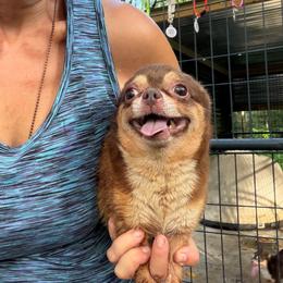 Buddy - Chocolate and white female Chihuahua puppy in New Port Richey, Florida from The Wolf Pack