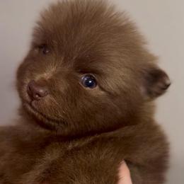 Sailor - Chocolate male Pomeranian puppy in Eden, North Carolina from Whippoorwill Pomeranians
