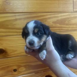 Rocky - Black tri male Miniature American Shepherd puppy in Winterhaven, Florida from Mini Aussie Florida