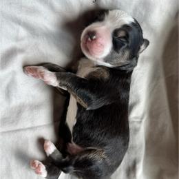 Harbor - Black tri-color male Australian Shepherd puppy in Newton, Mississippi from Bright Star Aussies