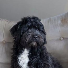 Mazie - Bernedoodle