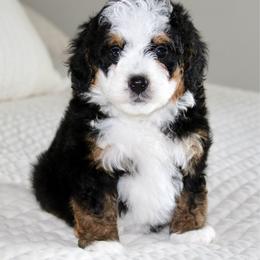 Macy - Tri-color female Bernedoodle puppy in Apple Creek, Ohio from Cuddle Paws