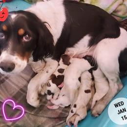 English Springer Spaniel Puppies from Exploding Feathers
