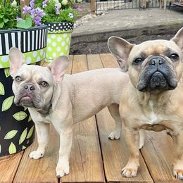 French Bulldogs from Field of Frenchies