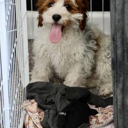 Bernedoodle and Cavapoo Puppies from Lawler’s Legacy Litters