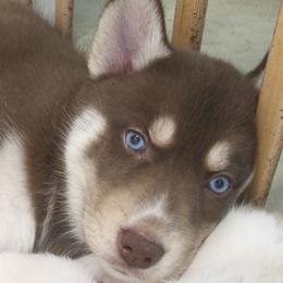Lucky - Red and white female Siberian Husky puppy in Middlebury, Vermont from Rebel Huskys
