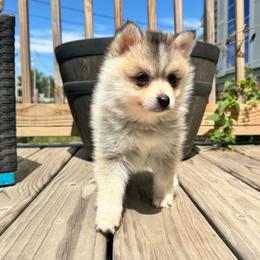 Sion - Silver and white male Pomsky puppy in Boonville, Indiana from Elysian Pomskies