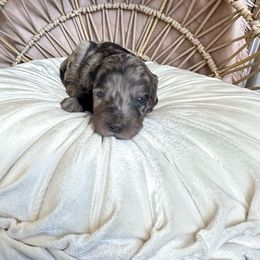 JOYCE - Merle Goldendoodle puppy in Atascadero, California from Daring to Dream Doodles