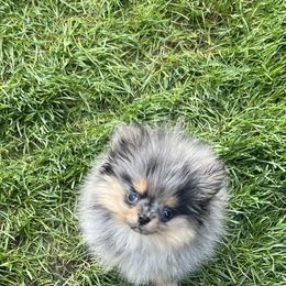 Pomeranian Puppies from Glitzypoms