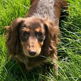 Mable - Dachshund
