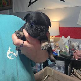 Girl 1 - Black and tan female French Bulldog puppy in Forney, Texas from Dallas Lonestar Bullies
