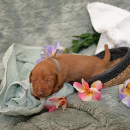 Mr Gray - Golden rust male Vizsla puppy in Lexington, Kentucky from Summit Vizsla (we can deliver to you)
