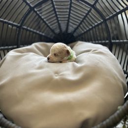 Porter - White male Cavapoo puppy in Chino, California from Coopers Lane Puppies