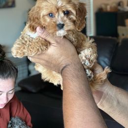 Cavapoo, Cockapoo, and Goldendoodle Puppies from Jolidoodles