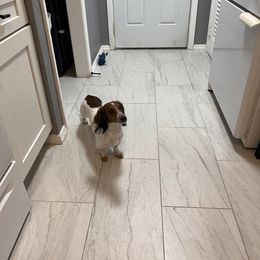 Bulldog, Bull Terrier, and Dachshund Puppies from Cloud Nine Ranch Bullies