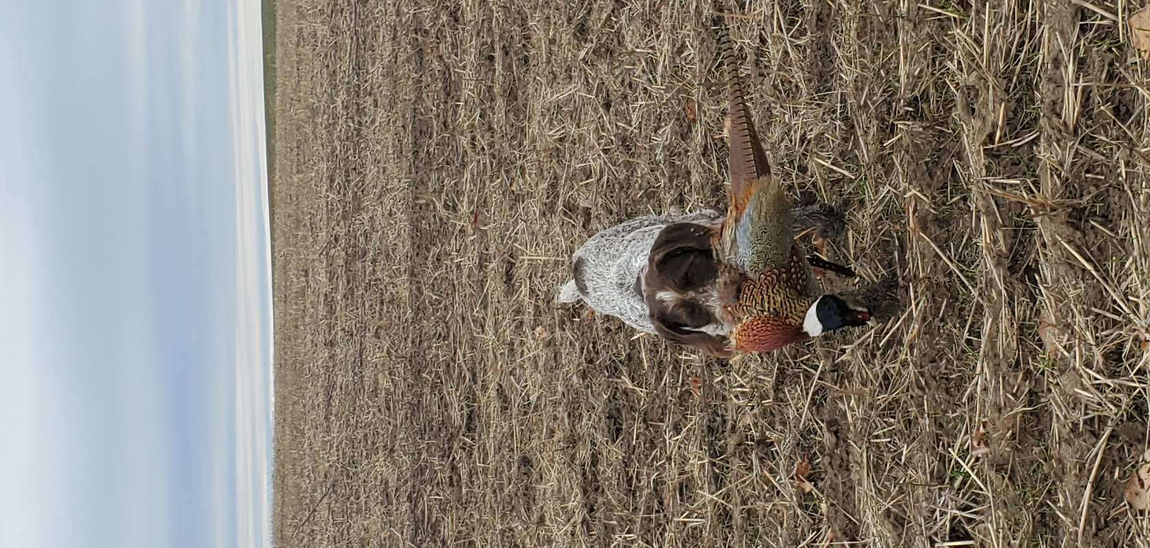 Covey - German Wirehaired Pointer