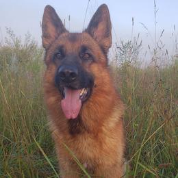 Zazrak - German Shepherd