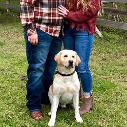 Labrador Retriever Puppies from BOI Gulf Coast Labradors