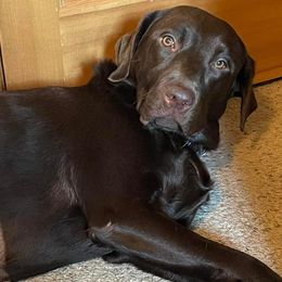 Labrador Retriever All Grown Up from Redfearn Retrievers