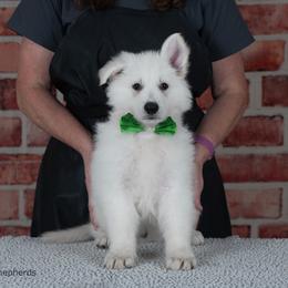 Boy 2 - White male Berger Blanc Suisse puppy in Scio, Oregon from Moro Shepherds