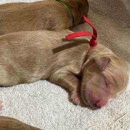 Linus (Red Collar) - Apricot male Goldendoodle puppy in Bay City, Texas from Charming Doods