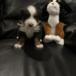 Bernese Mountain Dog Puppies from Blair Berners