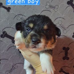 Green boy - Black and tan male Pembroke Welsh Corgi puppy in Necedah, Wisconsin from The 6Ks Paws and Hobbies