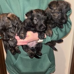 Scottish Terriers from Scottie puppies