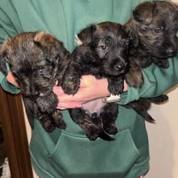 Scottish Terriers from Scottie puppies