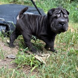 Pink collar - Black female Chinese Shar-Pei puppy in North Carolina from Amy Mahaffey's Chinese Shar-Pei
