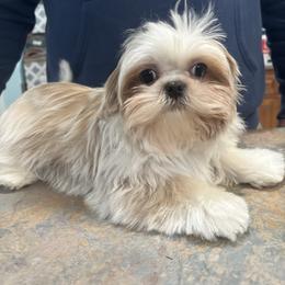 Jack Jack - Shih Tzu
