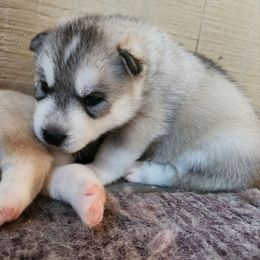 Sterling - Gray and white male Siberian Husky puppy in Madison, Georgia from Thornbury Kennel