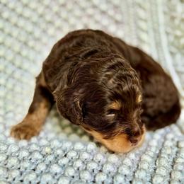 Frida - Phantom female Goldendoodle puppy in Stockton, California from Port City Doodles