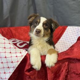 Sherry - Red tri-color female Miniature American Shepherd puppy in Clinton, Missouri from Mockingbirds American Minis