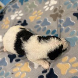 Goldendoodle and Poodle Puppies from Southern Stroll Poodles & Doodles