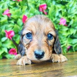 Wilder - Red male Dachshund puppy in Sylvania, Alabama from Yancey’s Doxies