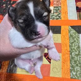 Maple - White and red female Papillon puppy in Hollister, Missouri from Swan Creek Kennel