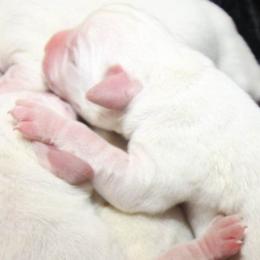 Labrador Retriever puppies from Labs To Love