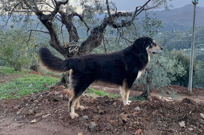 Sila Shepherd
