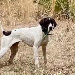Remi - German Shorthaired Pointer