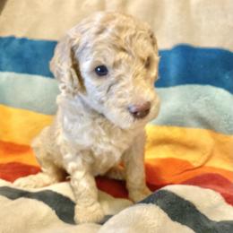 Henry (Blue Collar) - Cream male Labradoodle puppy in Toledo, Washington from Bigfoot Doodles