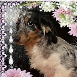 Not sure lol  - Dachshund