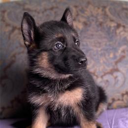 Purple collar girl - Black and red female German Shepherd puppy in Coleta, Illinois from Four Leaf Farm- Vom Vierblättriges Bauernhof